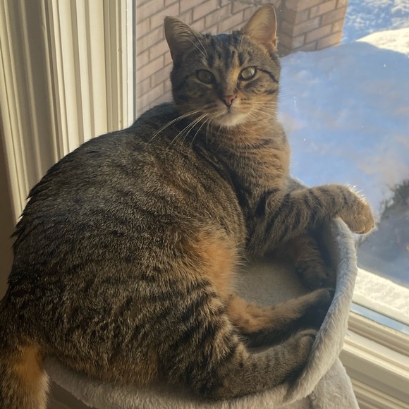 Meet your Posher, Darla - Picture 6 of 8